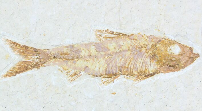 Knightia Fossil Fish - Wyoming #55321